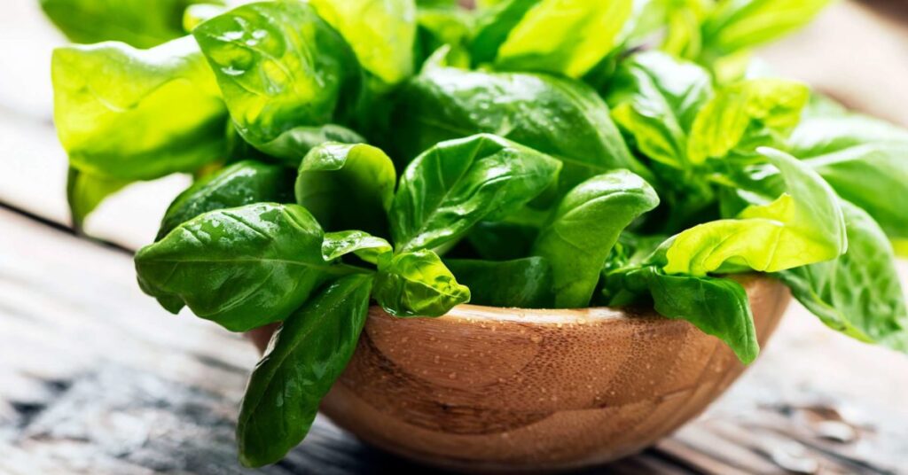 basilico, basilico supermercato muore, come trattare le piante di basilico, piante aromatiche