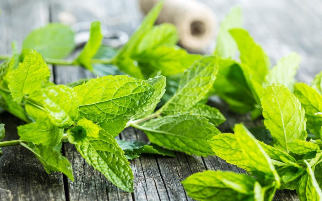 Menta sul terrazzo, coltivare la menta, come curare la menta, piante di menta in casa, piante aromatiche