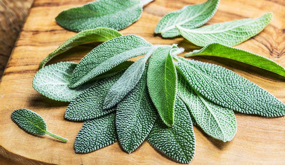 piante aromatiche, salvia sul terrazzo, salvia sul balcone, come coltivare la salvia, piante aromatiche