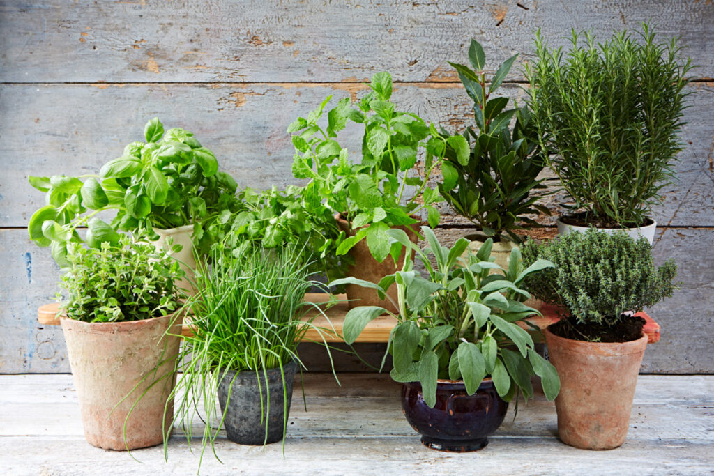 Piante aromatiche, piante aromatiche in inverno, piante aromatiche tutto l'anno, erbe aromatiche balcone