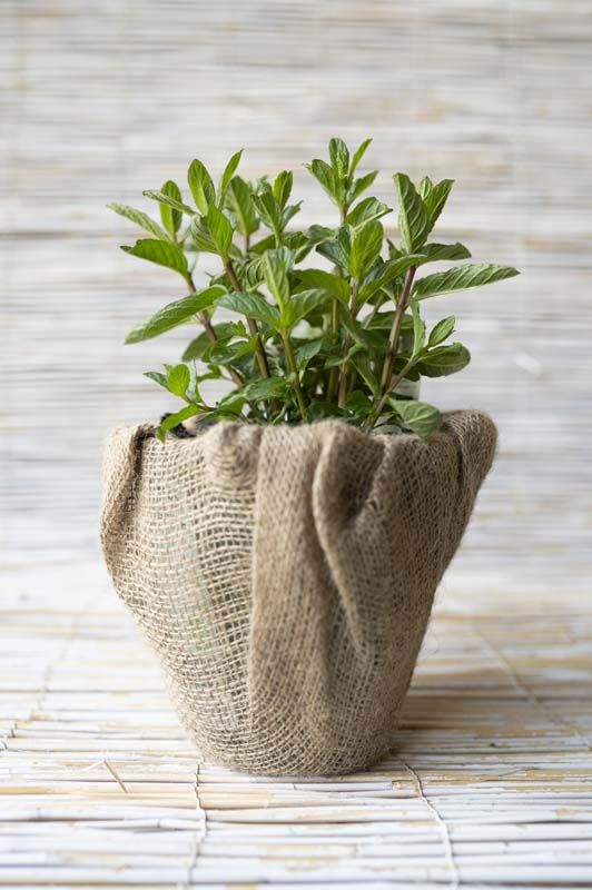 Vaso in inverno, proteggere piante dal freddo, piante aromatiche
