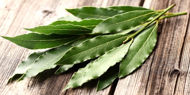 Alloro, alloro in inverno. coltivare alloro, piante aromatiche