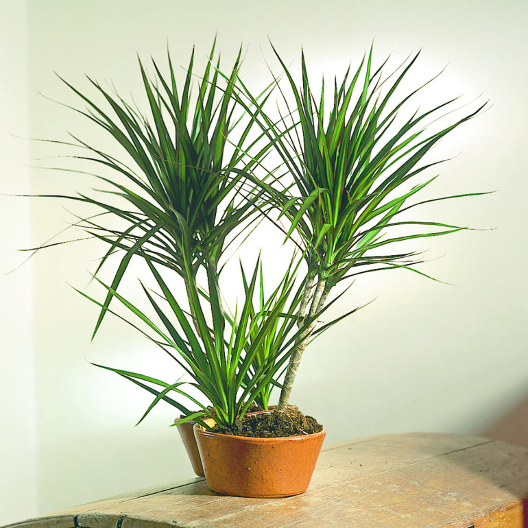 come purificare l'aria in casa
purificare aria piante
filtrare aria casa